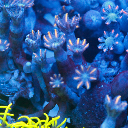 JC Red Clove Polyp