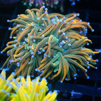 JC Holy Cannoli Mini Colony