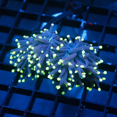 JC Black Light Torch