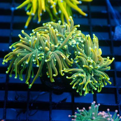 JC Hulk Torch Mini Colony