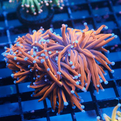 JC Goldilocks Mini Colony