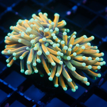 JC Gold Rainbow