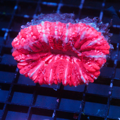 JC Candy Cane Cynaria