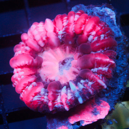 JC Valentine's Day Cynaria