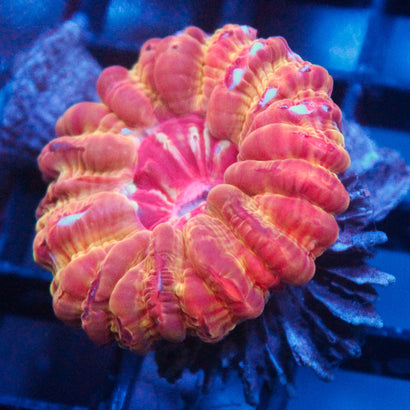 JC Bleeding Heart Cynaria