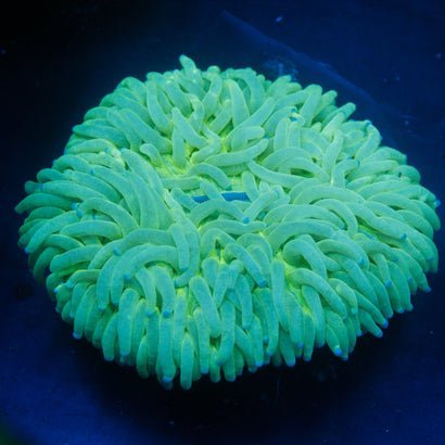JC Neon Green Plate