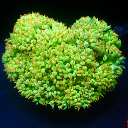 JC Ultra Elegance Coral SHOW