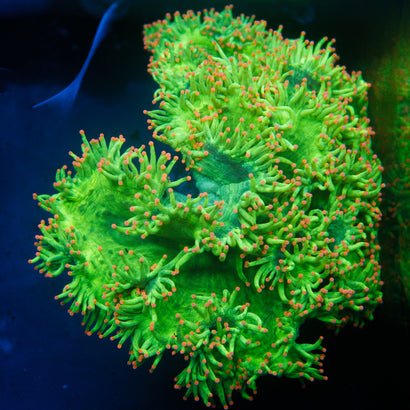 JC Ultra Elegance Coral SHOW