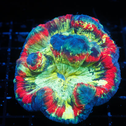 JC Ultra Rainbow Trachy