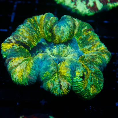 JC Ultra Rainbow Trachy