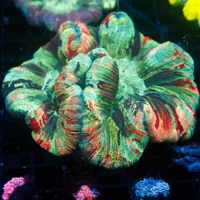 JC Ultra Rainbow Trachy