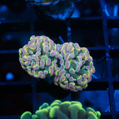 JC Ultra Hologram Hammer