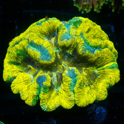 JC Ultra Rainbow Trachy