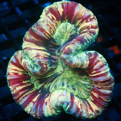 JC Ultra Rainbow Trachy