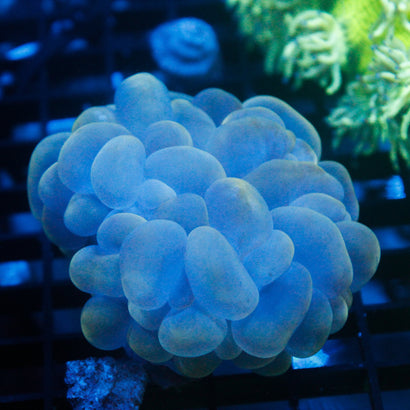 JC Bubble Coral