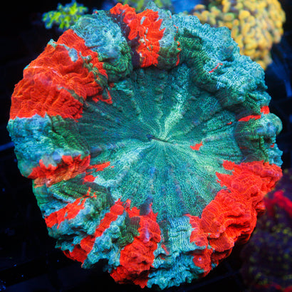 JC Ultra Acanthophyllia