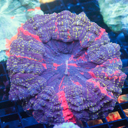 JC Ultra Acanthophyllia