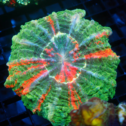 JC Ultra Acanthophyllia