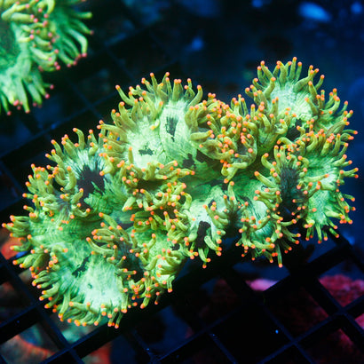 JC Ultra Elegance Coral