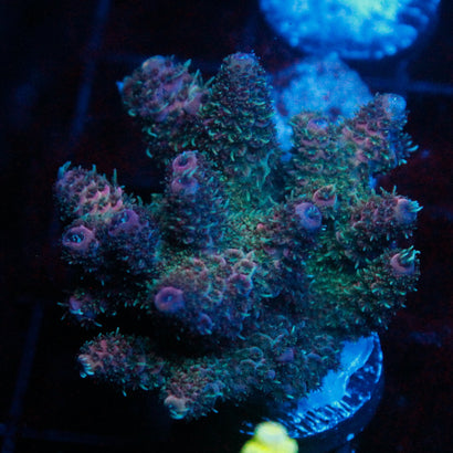 JC Margarita Chunky