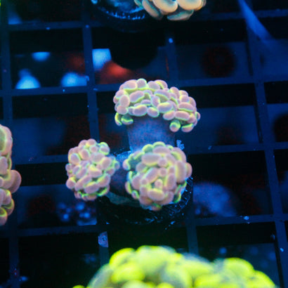 JC Ultra Hologram Hammer Mini Colony