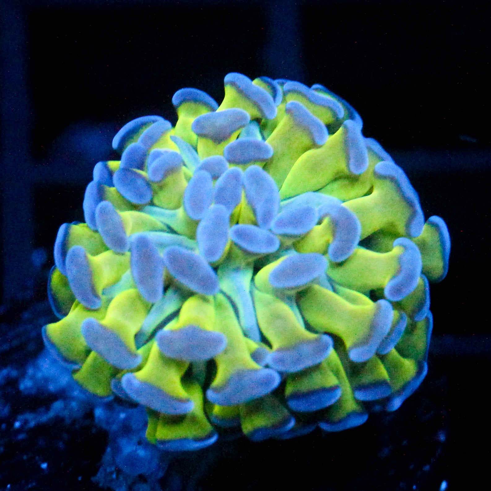 JC Bright One Hammer