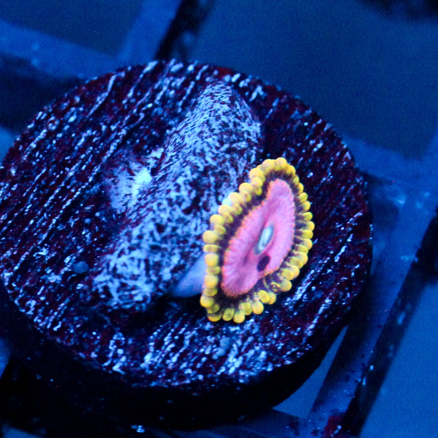 JC Pink Diamond Zoanthid