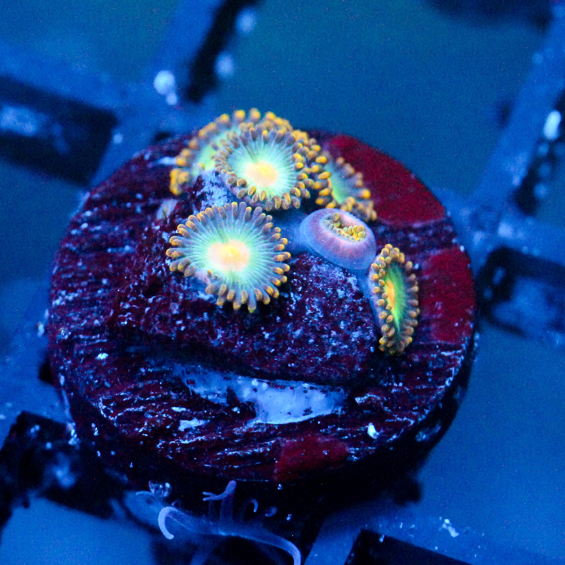 JC Saturn Zoanthid