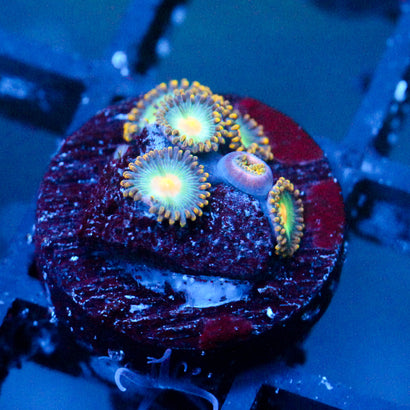 JC Saturn Zoanthid