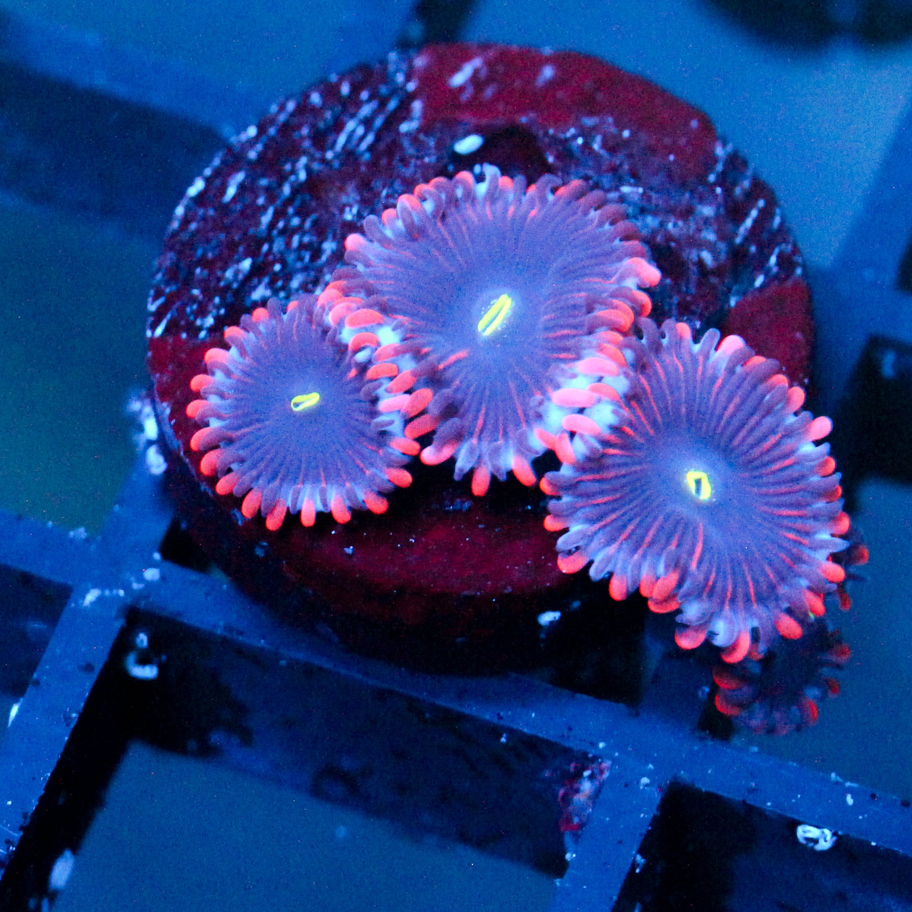 JC Purple People Eater Zoanthid