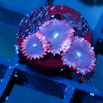 JC Purple People Eater Zoanthid