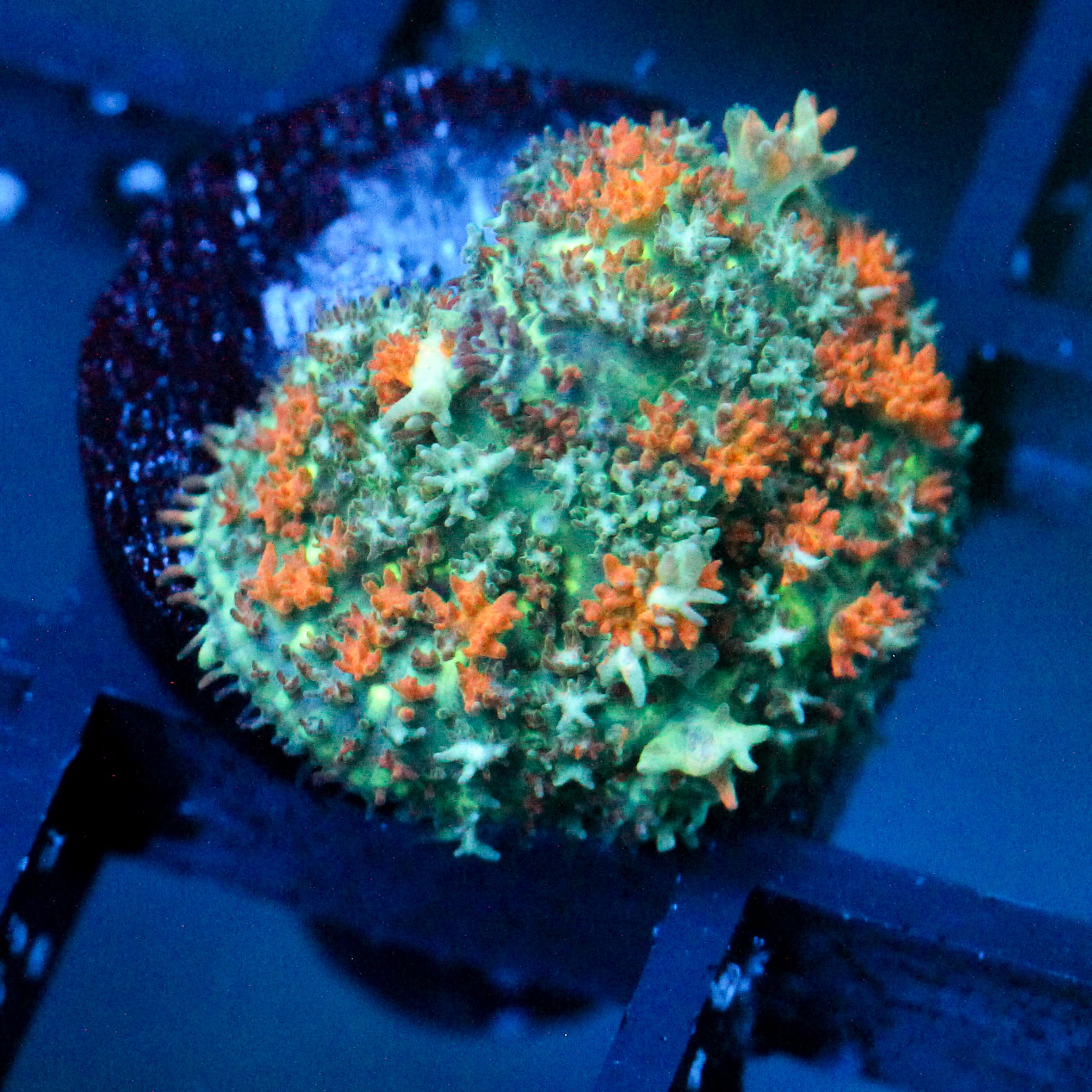 JC Bouncy Flames Rhodactis (1/1)