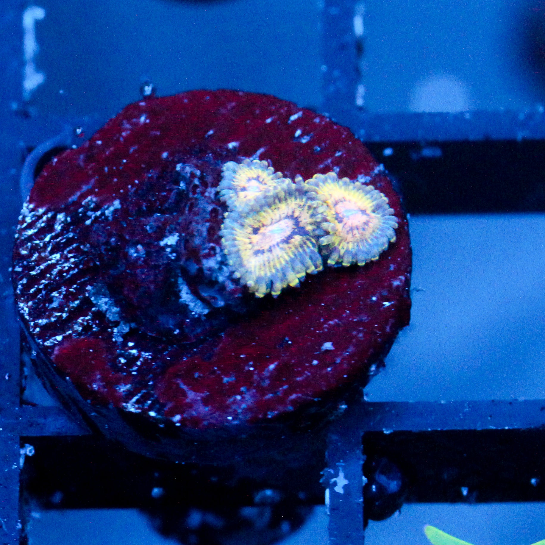 JC White Hole Zoanthid