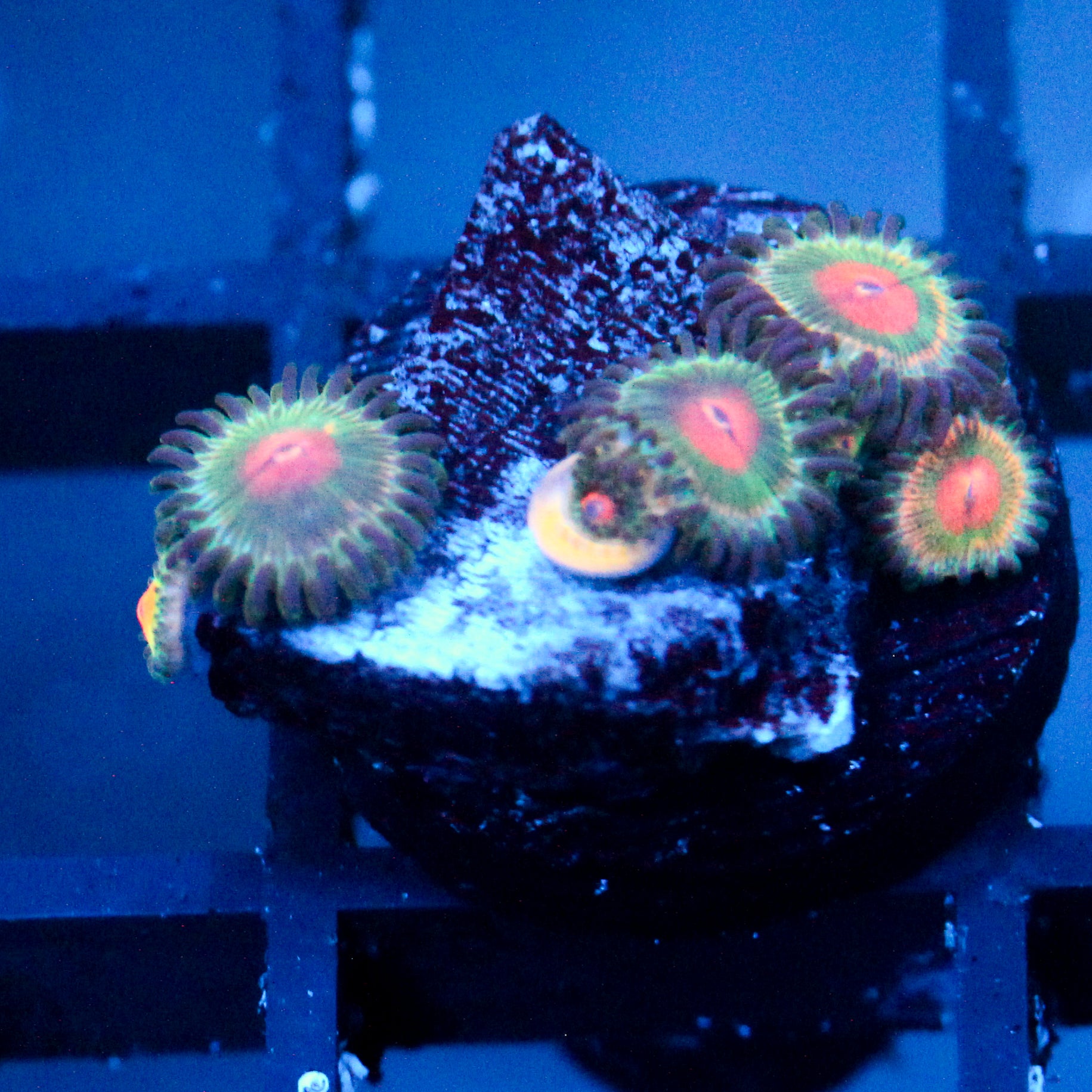 JC Alien Blood Zoanthid