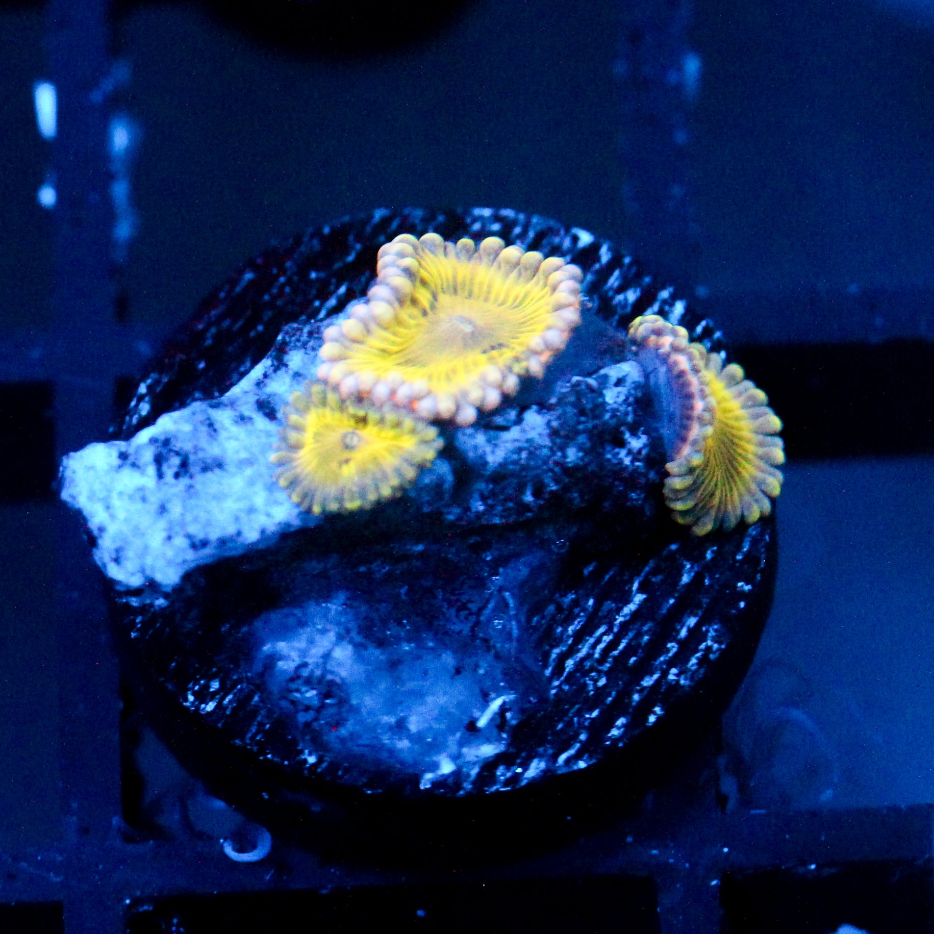 JC Pink Seam Zoanthid