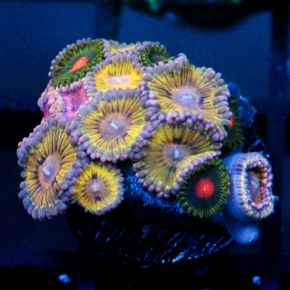 JC XL Pink Seam Zoanthid Mix