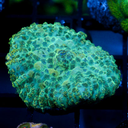 JC Camo Cushion Rhodactis (1/1)