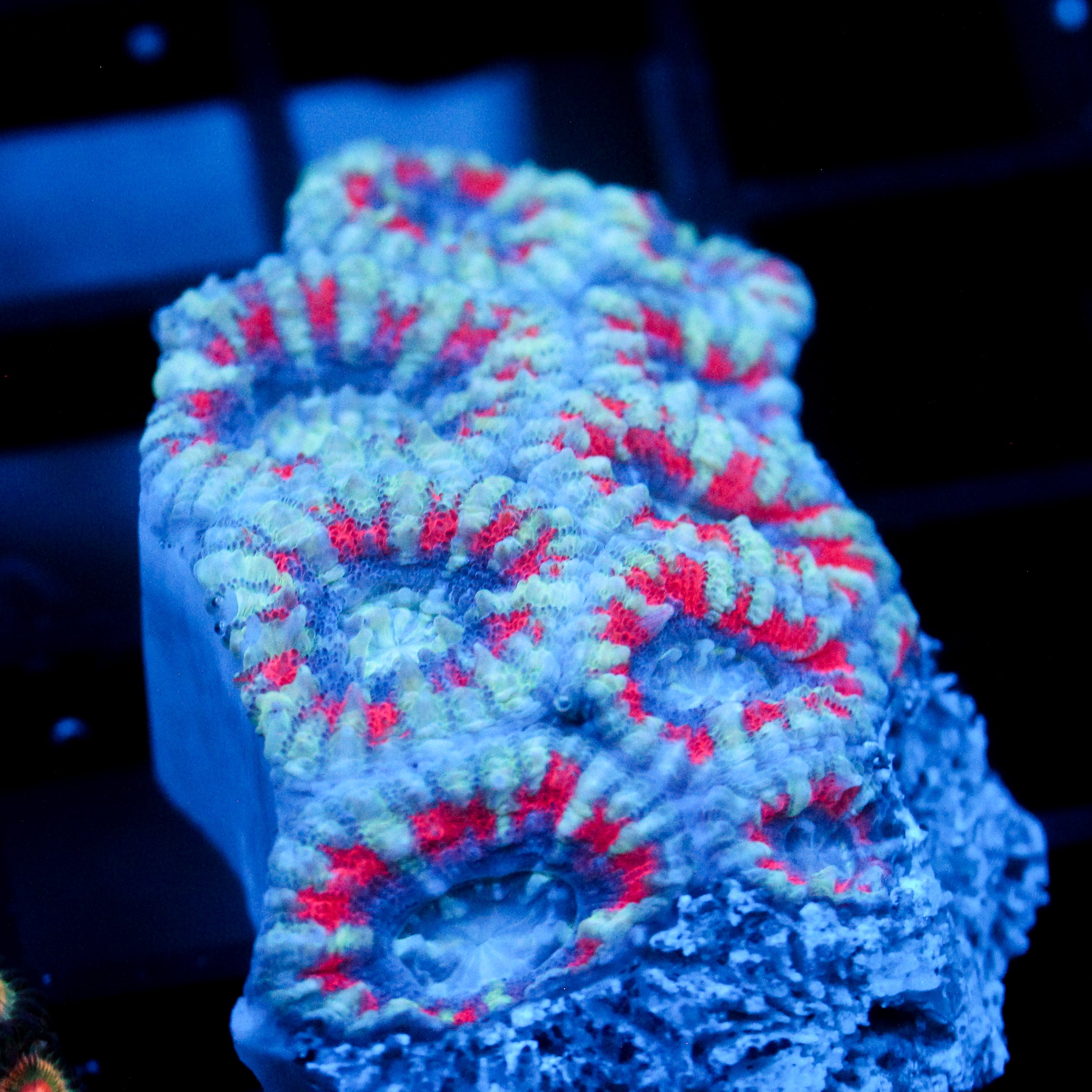 JC Kool aid Acan (Mini Colony Chunk)