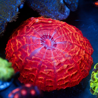 JC Volcanic Erruption Cynarina 4.5"+