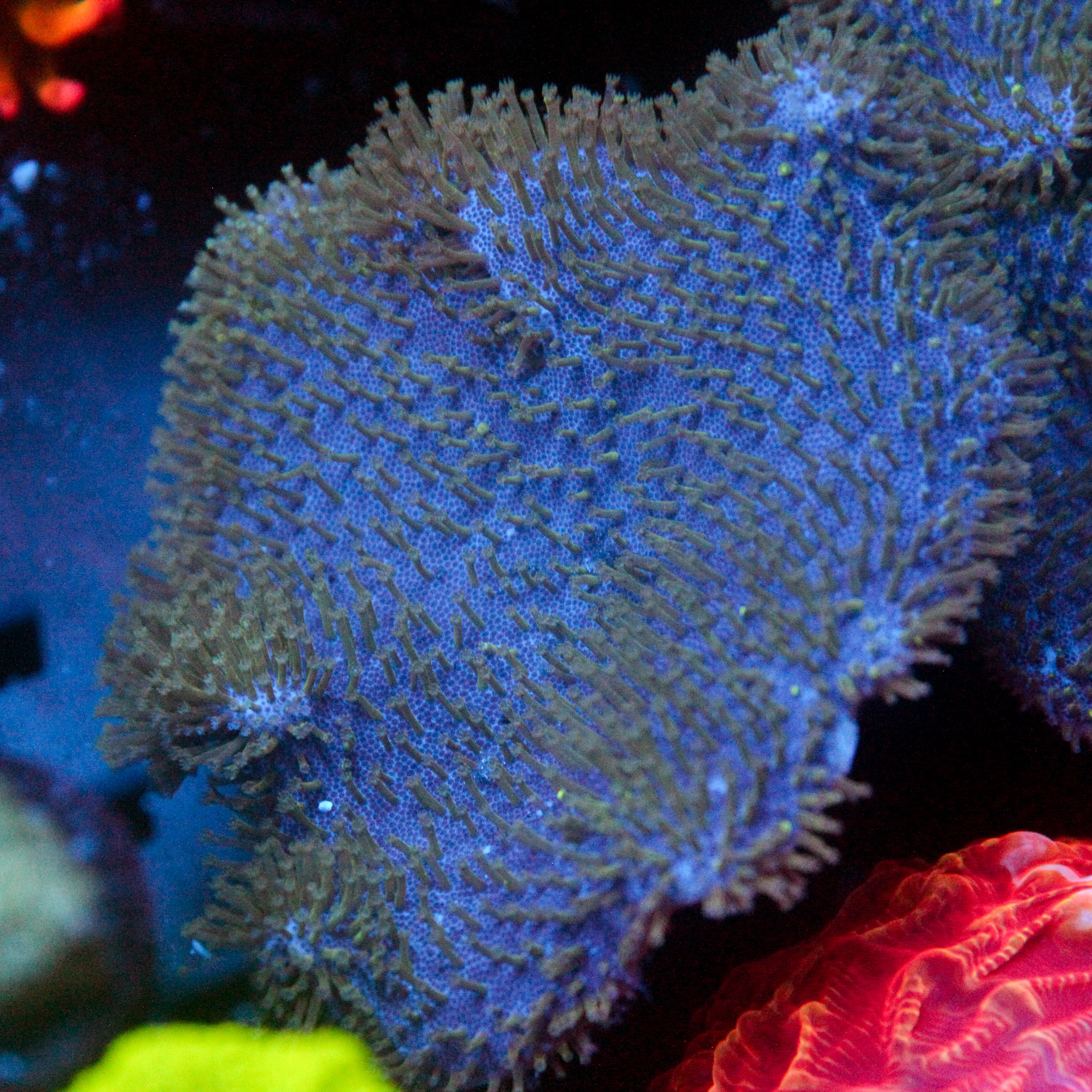 JC Dark Waves Toadstool (LG)