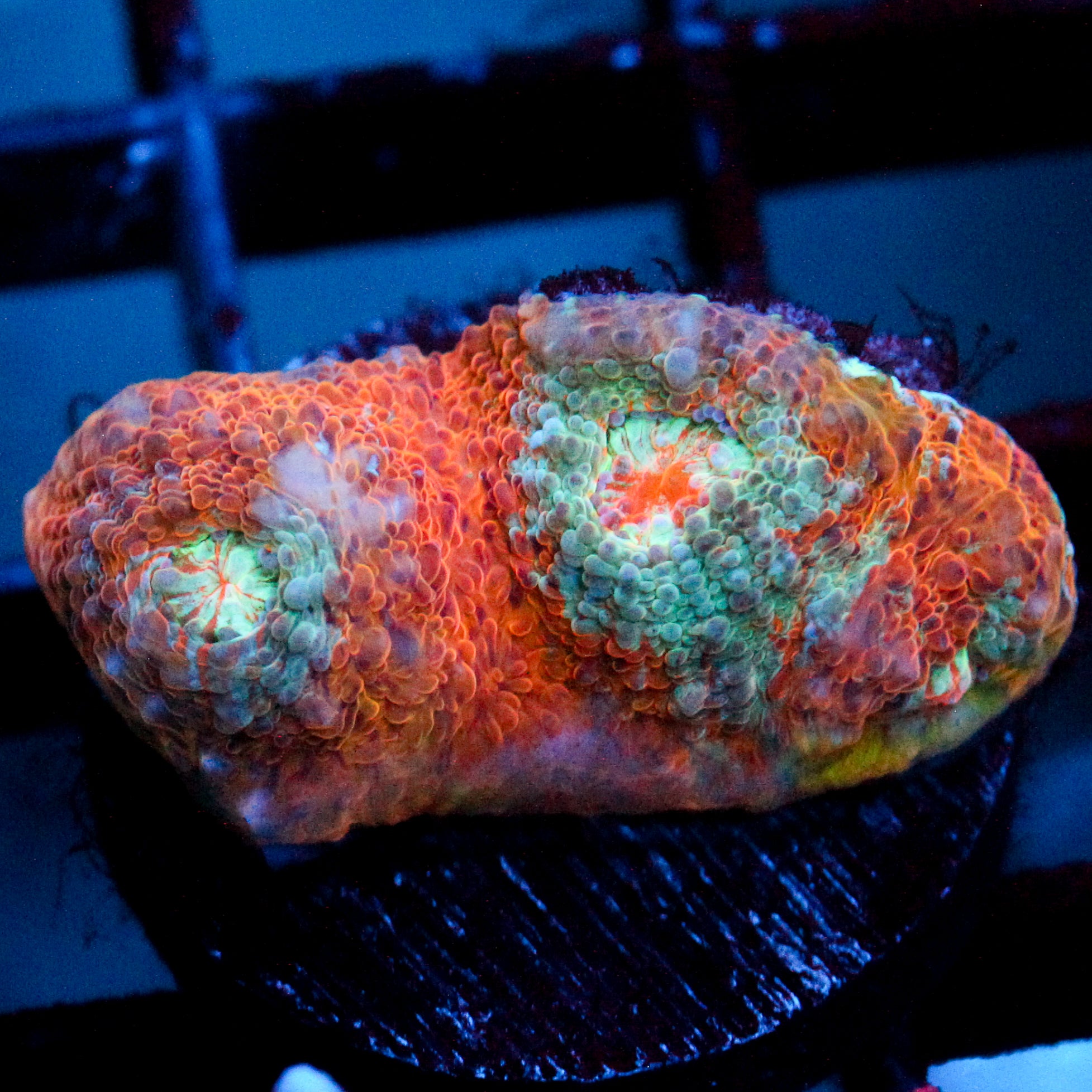 JC Miami Beach Chalice