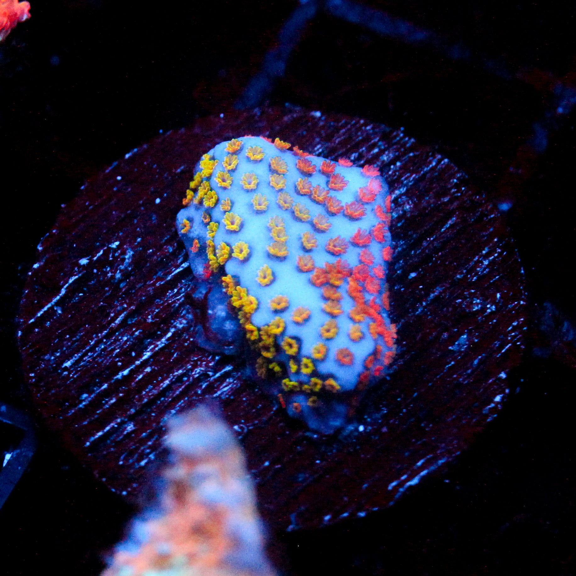 JC Rainbow Montipora