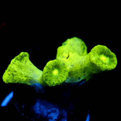 JC Neon Trumpet Coral
