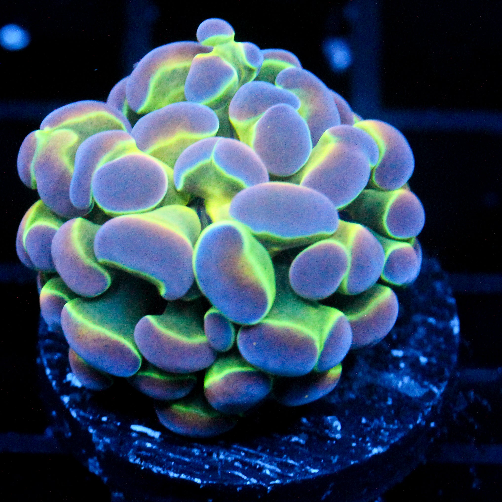 JC Ultra Hologram Hammer