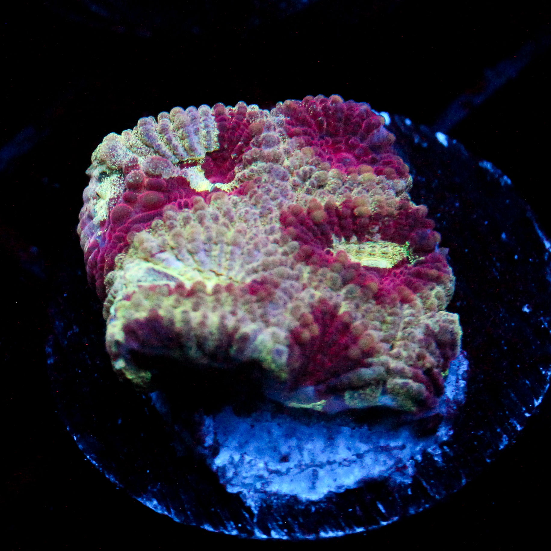 JC Pandora's Box Favia