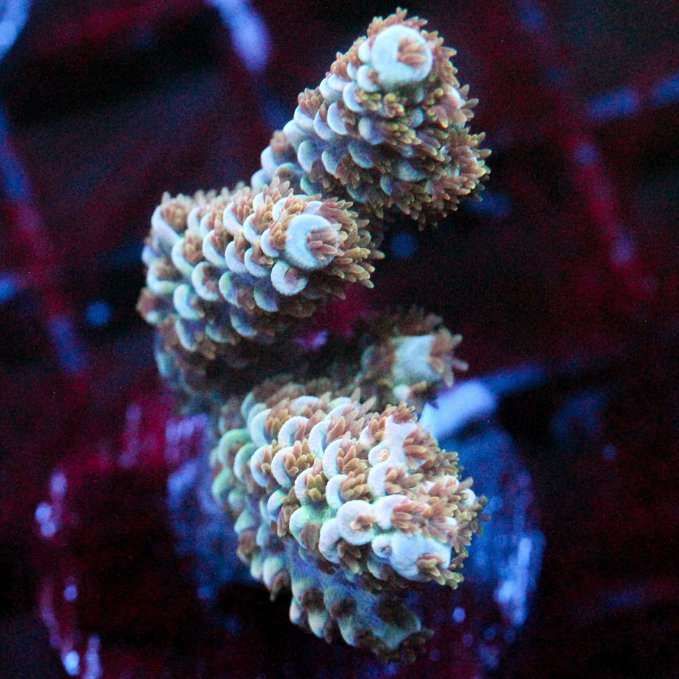 JC Pastel Petals