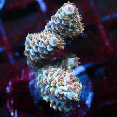 JC Pastel Petals