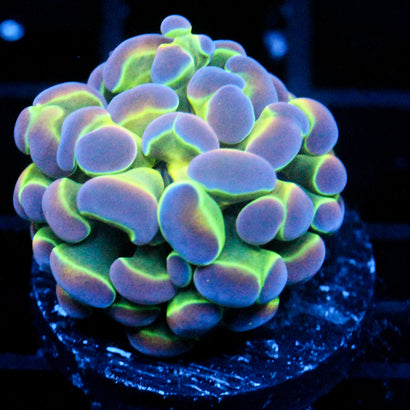 JC Ultra Hologram Hammer