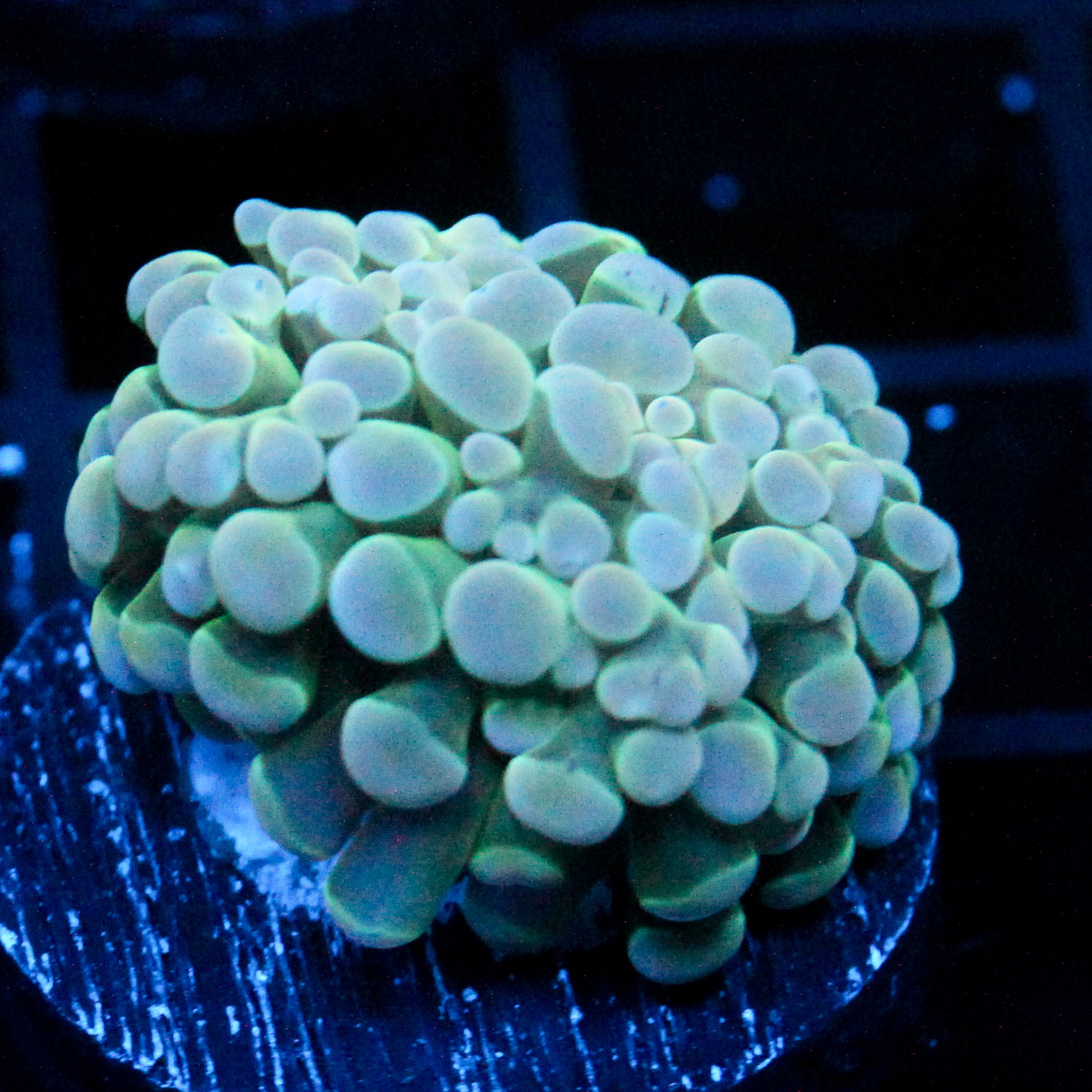 JC Glowstone Hammer