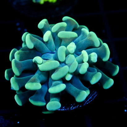 JC Blue Bouquet Hammer